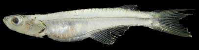 ปลาบู่ใส
Neostethus lankesteri
Regan, 1916
One-horned Priapiumfish 
ขนาด