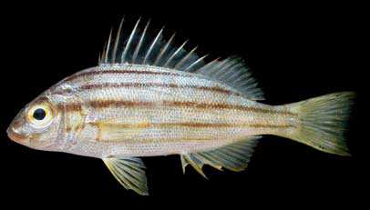ปลาข้างเขือหกแถบ
Pelates quadrilineatus
(Bloch, 1790)
Fourlined T