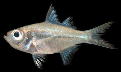 ปลาขี้จิ้น
Ambassis urotaenia
Bleeker, 1852
Bleekerfs Perchlet ขนาด