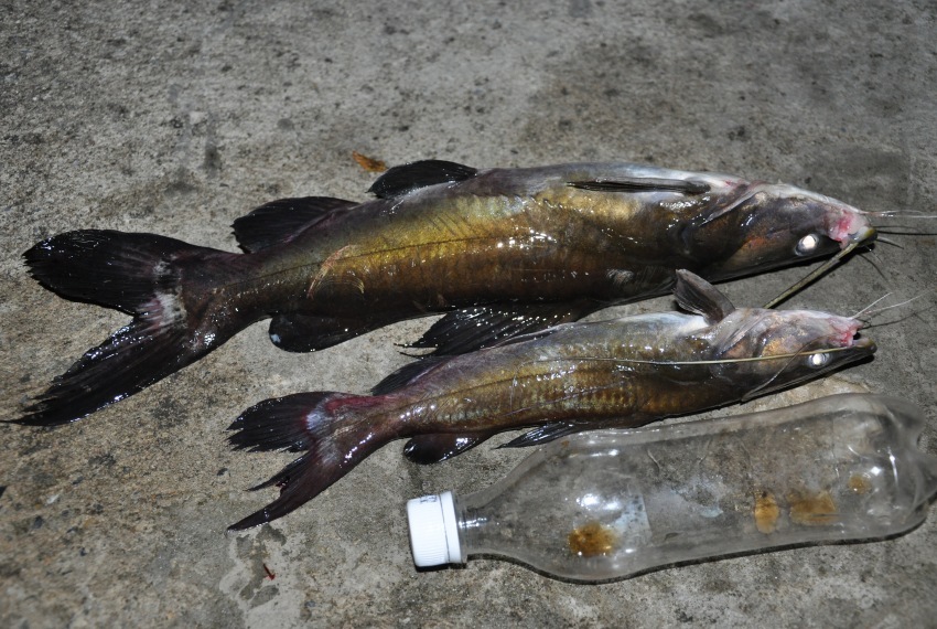 7. ปลาค้าว  ปลาชนิดนี้หากินตามคุ้งน้ำ ตามตอหรือตอไม้ล้มใต้น้ำต่างๆเป็นปลาที่หากินกลางน้ำถึงผิวน้ำ

