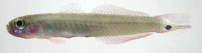 ปลาลูกดอก
Parioglossus palustris
(Herre, 1945)
Borneo Hoverer Goby ขนาด