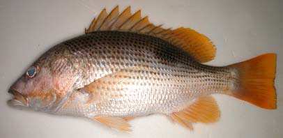 ปลาอังเกย
Lutjanus johnii
(Bloch, 1792)
John's Snapper 
ขนาด 9ocm