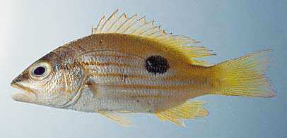 ปลากะพงเหลืองข้างปาน
Lutjanus fulviflamma
(Forsskål,