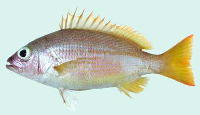 ปลากะพงเหลือง
Lutjanus madras
(Valenciennes, 1831)
Indian Snapper ขนาด 25cm