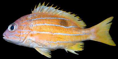 ปลากะพงเหลืองแถบฟ้า
Lutjanus quinquelineatus
(Bloch, 1790)
Five-lined Snapper ขนาด 35cm
อันนี้เป