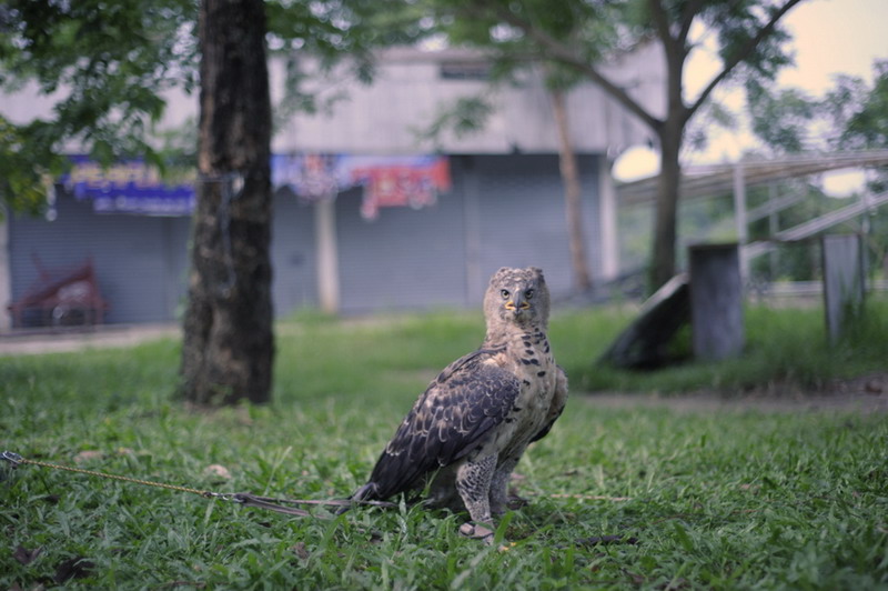  [b]African Crowned Eagle ส่วนเจ้าตัวนี้ก็ได้มีโอกาสได้สัมผัสกันสักทีหลังจากที่รอมาเกือบ2ปีเเบบชนิดท