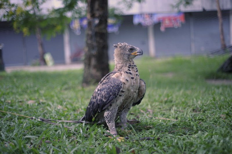 African Crowned Eagle    ส่วนเจ้าตัวนี้ยังเป็นนกที่ยังไม่โตเต็มที่ครับคงต้องรอกันอีก2ปีสีทั่วตัวจะเข