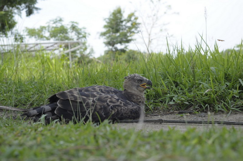 African Crowned Eagle    :blush: