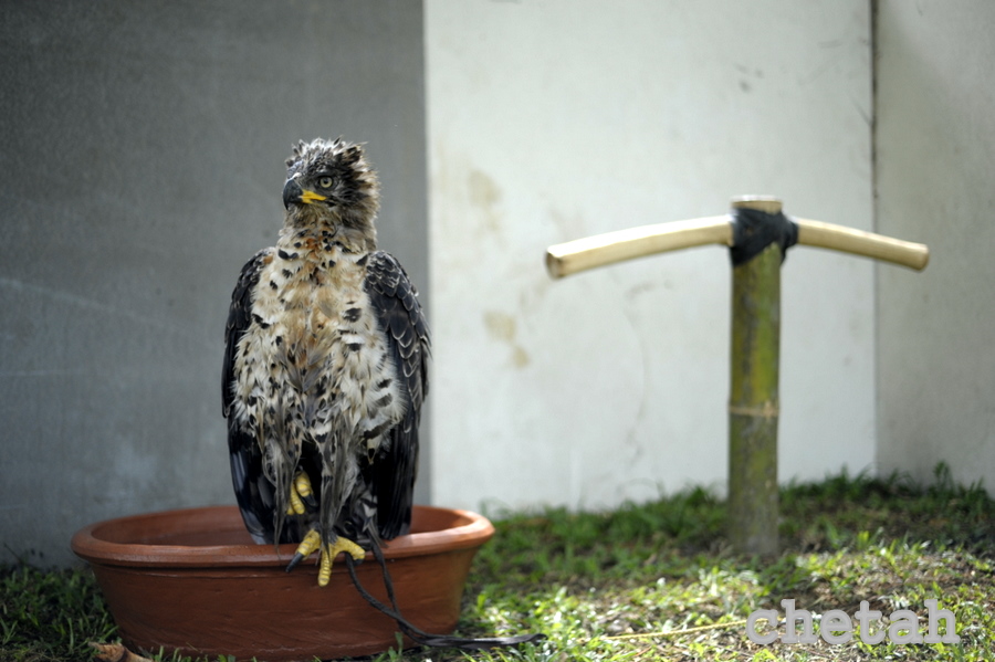 African Crowneds Eagle  มีเเต่เเบบนี้ครับ :blush: