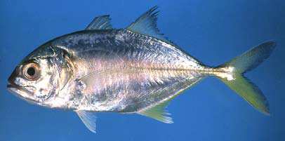 ปลามงตาโต
Caranx sexfasciatus
Quoy and Gaimard, 1825
Bigeye Trevally ขนา