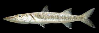 ปลาสากยักษ์
Sphyraena barracuda
(Walbaum, 1792)
Great Barracuda  

ขนาด 120cm