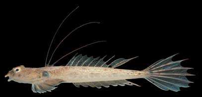 ปลามังกรน้อย
Repomucenus schaapii
(Bleeker, 1852)
Short-snout Sand Dragonet ขนาด 15cm