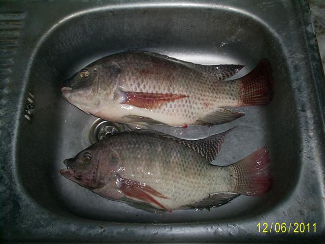 อาบน้ำให้ปลาก่อน  ช่วงนี้เชื้ออีโคไล  กำลังระบาด

นี่อ่างล้างจานมันเล็ก  หรือ ว่าปลามันโตหว่า.....