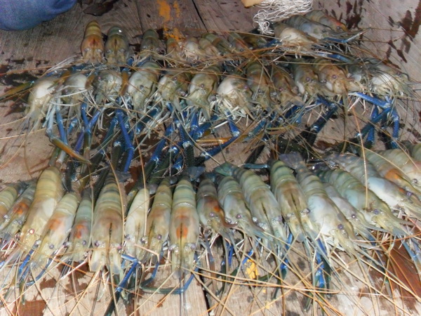 กุ้งสามแถว.......ครับผม

 :cheer: :cheer: :cheer: :cheer: :cheer: