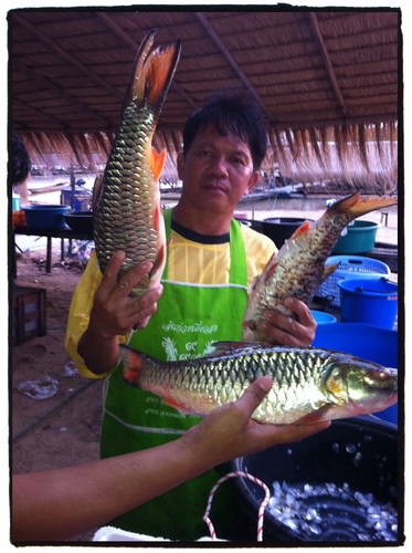 

                                :cheer: :cheer: :cheer:นายแบบ  พ่อครัวร้านโอ๋  หาดคูเดื่อ จร้า  