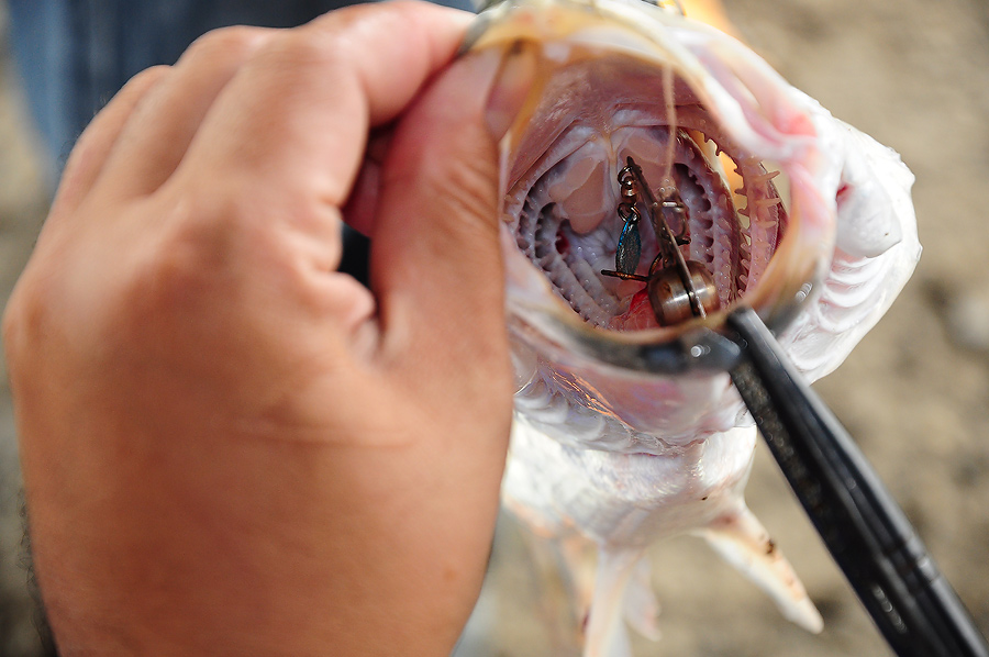 มีคนนำปลาที่ได้จากเหยื่อสยามสปูนมาชั่งเรื่อยๆ เพื่อลุ้นรางวัลพิเศษจากพี่ต้นสยามสปูน :grin: