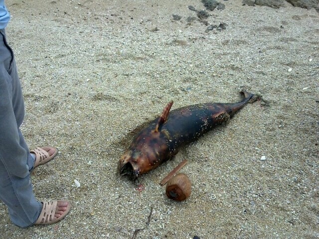 โลมาน้อยตายชาดหาด