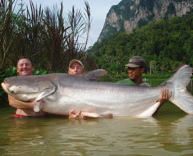ปลาบึกไทย ทุบสถิติตัวใหญ่ที่สุดในโลก