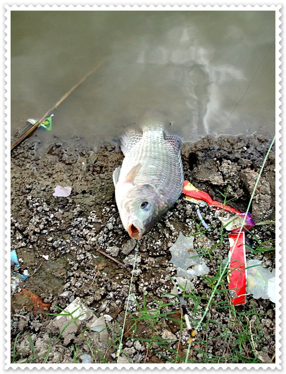 Catch & Release...  ลากมันขึ้นมาเชยชม  แล้วก็ไสหัวมันกลับไป   :heart:  ..แปลถูกเปล่า  อิอิ   :laughi