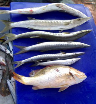 อันนี้เป็นผลงานรวมในทริป มี สาก ใหญ่ 3 ตัว อังเกย อีก 2 ตัว หนึ่งตัวถูกจัดเป็นปลา นึ่ง คาบขอบอกว่าไต