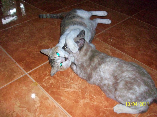 สองตัวนี้ เป็นลูกค้าประจำ ตัวใหญ่น้ำตาล เป็นแมวสาวใหญ่จากตุรกี  ตัวเล็กน้ำหม้อ มาจาก อเมริกา 
   มา