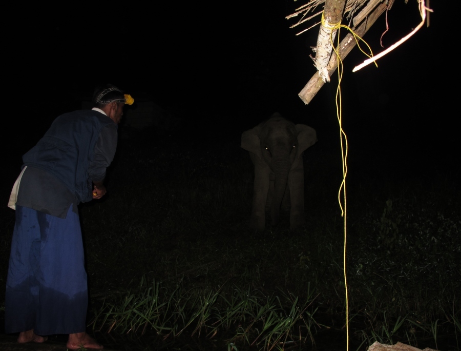 



ตี 3.15 แม่บ้านมาเคาะห้อง บอกมาดูช้างเร๊ว ช้างลงมากินนํา รีบตื่นเลยครับ ช้างป่า