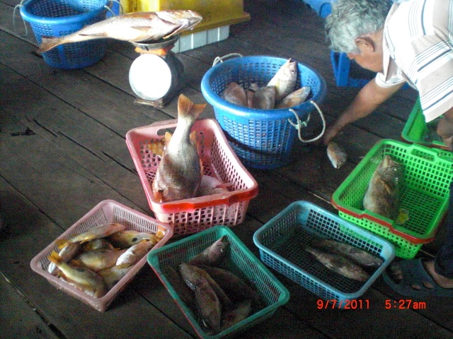 ปลาที่ขึ้นขายท้งหมด30กว่าโลอังเกยกับปลาเก๋า