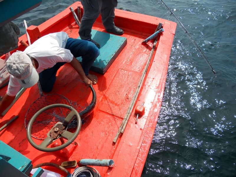 [center][b] ขึ้นบนเรือได้ก่อนอื่นทุกครั้งต้องน็อคหัวซะก่อนครับ ไม่งั้นอันตราย เพราะฟันของปลาสละคมมาก