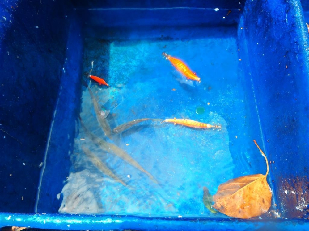 ห้องปลาเป็นฝั่งนี้ เก็บเอาไว้เป็นไม้ตาย
 " ลูกปลาสีขน " มีเเค่สี่ตัว เเต่ไม่เป็นไร 
ลูกปลาสี่ตัว