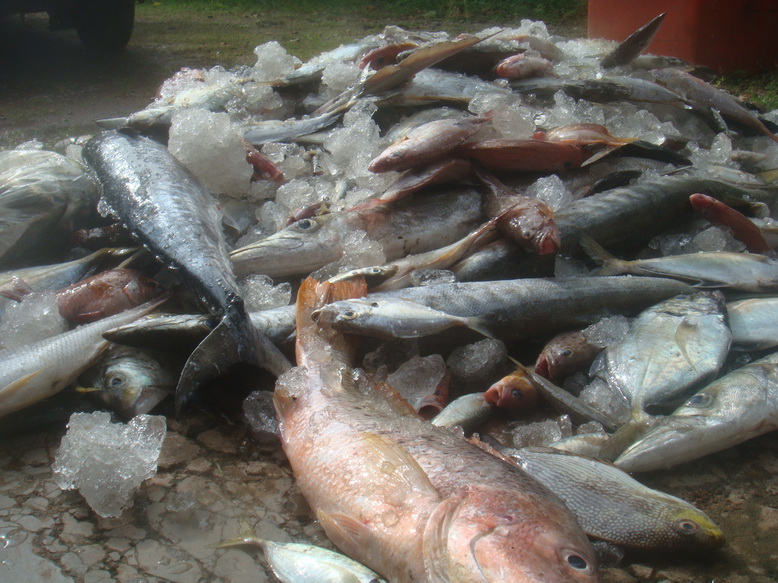 ไม่นานนัก  ปลาหลายสายพันธุ์  ถูกยกดั๊ม เทกองหน้าบ้านผม  รอการคัดแยก.....