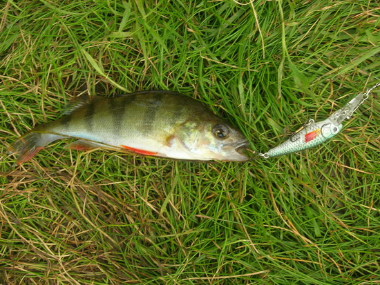 เจ้าตัวนี้ชือปลา La Perche (ภาษาฝรั่งเศส)
Pole(อังกฤษ) ,อยู่ในตระกูล Bass ชนิดหนึ่งเช่นกัน
โอยดีใจ