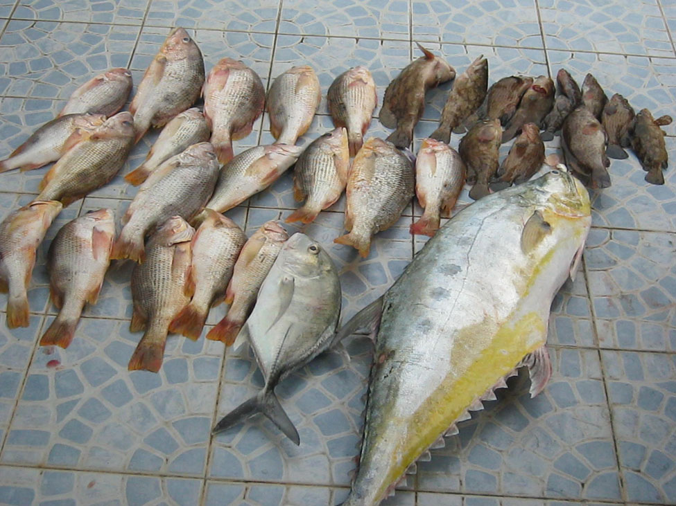 ปลารวมๆที่ได้ในครั้งนี้   ช่วงเช้าปลาอั๊งเกยกินดีมากครับ จึงไม่ได้ถ่ายรูปขณะอัดปลา