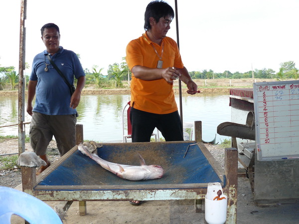 พี่ศรี ทีมงานสระบุรีมาแอบดูปลาทายใจ :cool: :cool: