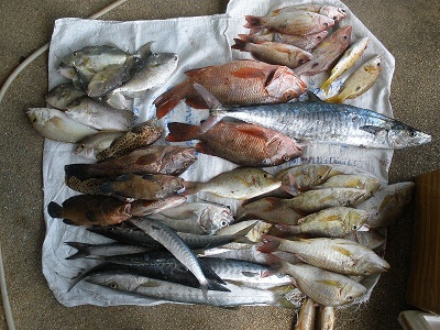 ภาพสุดท้ายครับปลารวมของผมกับโกดอนสองคนของไต๋กับเด็กเรืออีกเพียบ

กติกาของที่นี่ครับปลาใครปลามันครั