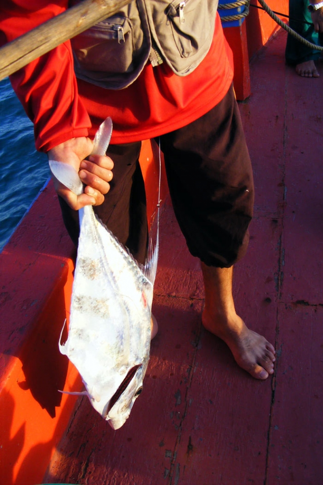  ปลาตัวนี้โดนเหาทะเลเกาะดูดเลือดมาครับ เราช่วยมันจากเหาทะเลใว้ได้ แต่ช่วยชีวิตมันไม่ได้
เพราะดูอากา