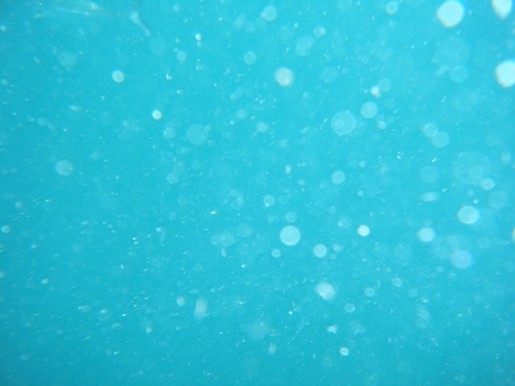     ทดลองถ่ายรูปใต้น้ำดูใหัดีๆมีรูปปลาอยู่ครับ


[q][i]อ้างถึง: ใหญ่  บางพลี posted: 25-08-2554, 
