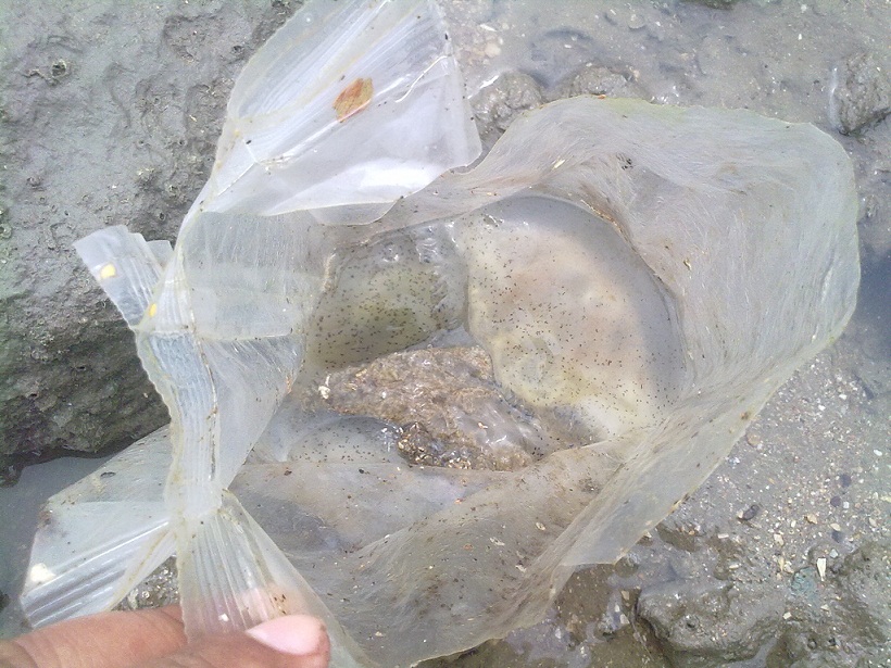 ได้มาเเล้วครับขยะถุงพาสติกริมทะเลเอามาใส่แมงกระพรุน  (นี่คือข้อดีของขยะที่นึกได้ตอนนั้น 
สวัสดีครับ