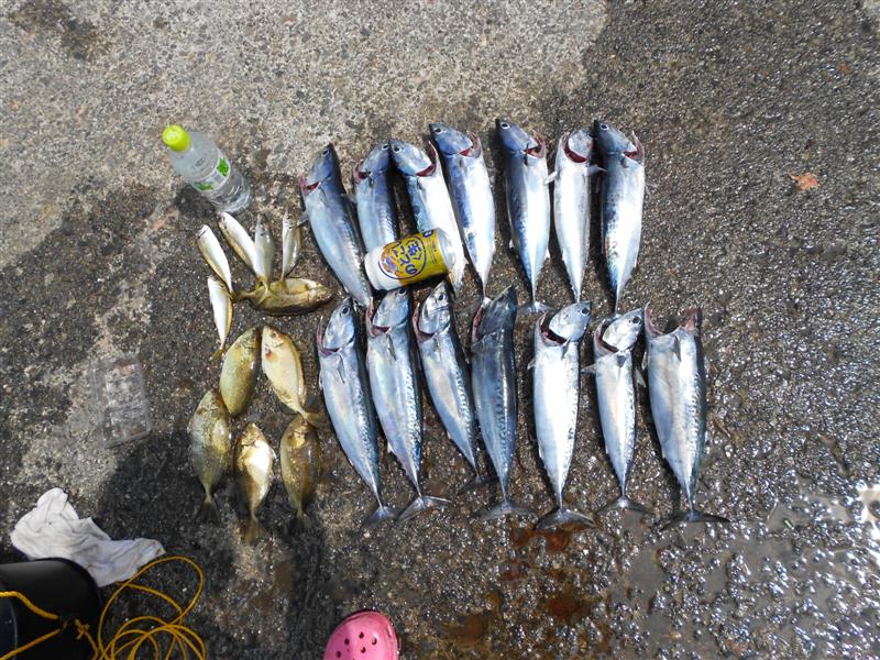 ปลารวมครับ โซดะ 13 ตัว ปลาทูจากผลงานจิ๊ก 5 ตัว สลิดหิน 6 ตัว เห็นน้าหลายๆท่านบอกอร่อยเลยขอเอากลับครั