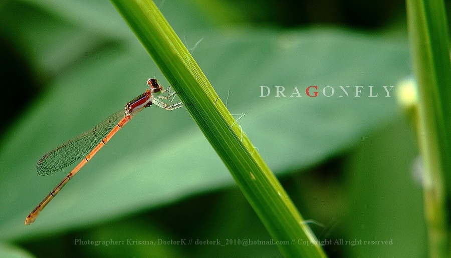 ภาพที่เจ็ด
กลับไปเก็บภาพอีกวัน โดยมีอุปกรณ์เสริม "ท่อมาโคร" ครับ มาดูว่าจะดีขึ้นไหม
แมลงปอเหมือน