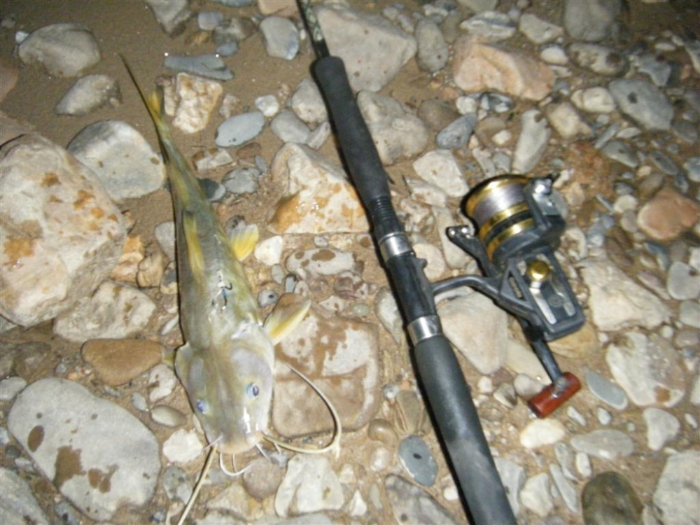 คืนที่ 2 ของวันเดินทาง ปลาตัวแรกของ แม่น้ำสาละวิน เป็นปลากดเหลืองไซร์ 7-8 ขีดน่าจะได้  :grin: :grin: