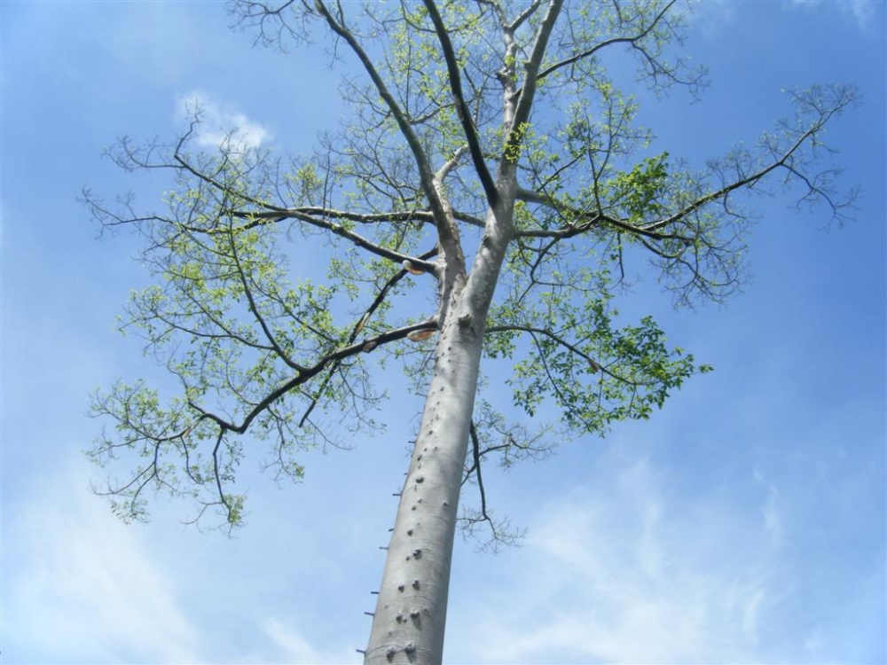 ต้นผึ้นต้นนี้มองดีๆจะเห็น ทอยที่ชาวบ้านเขาตอกไว้สำหรับปีนขึ้นไปเก็บน้ำหวาน ขอบอกสูงมาก :laughing: :l