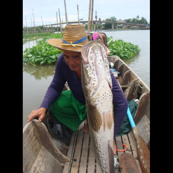 ป๋าเตรียมปลดและจัดเก็บ ในว่าเดี๋ยวน้ำขึ้นมากแล้วป๋ายังตีไข่ไม่แตก :grin: