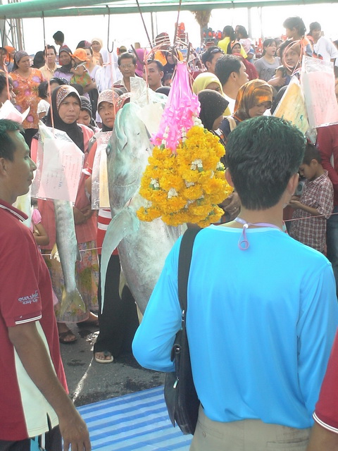 (รูปหายไปหลายรูป)

                              ตัดมาวันชั่งปลาเลยครับ