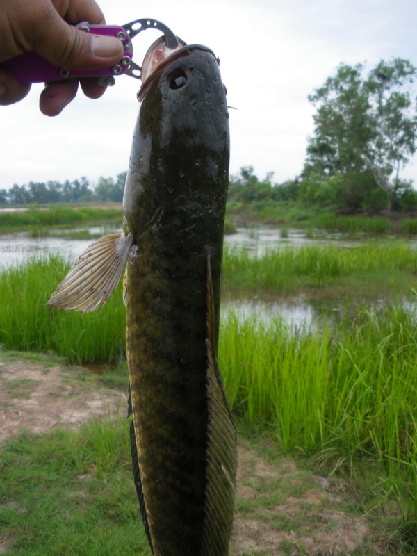 พังไปซะแระ ฝายน้ำล้นบ้านทุ่งยาว จ.ปราจีนบุรี
 เสียดายครับอยู่หลังสวนเรานี่เอง ปลาเยอะมาก
 :grin: :