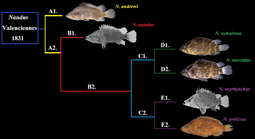 Genus Nandus Valenciennes 1831 : ปลาเสือดำ : Asian leaffish.