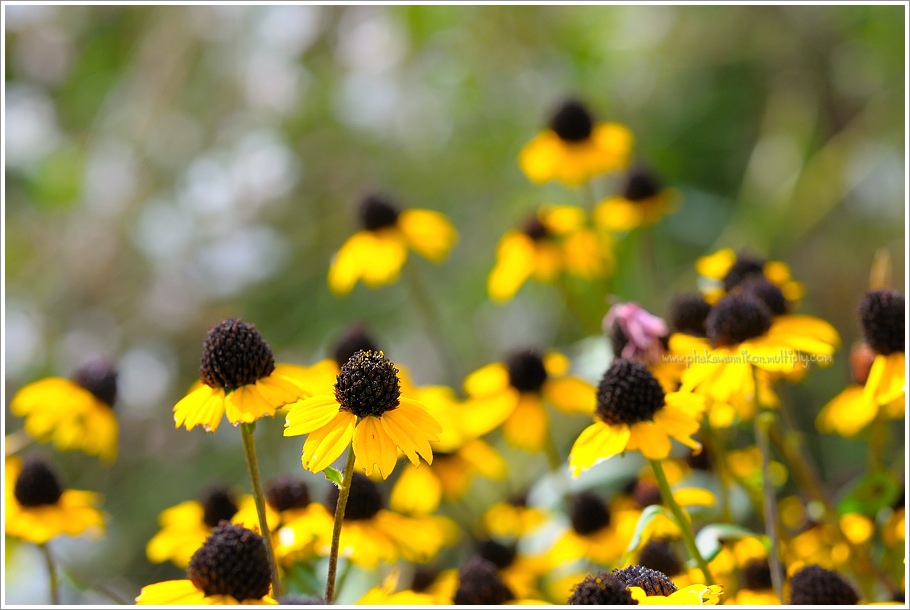 ใบที่ 8.
ใบนี้ถ่ายด้วย Macro 100mm. ที่ช่วง 100mm.
ขนาดรูรับแสง F8
สปีตชัตเเตอร์  1/200s
ปรับ Wh