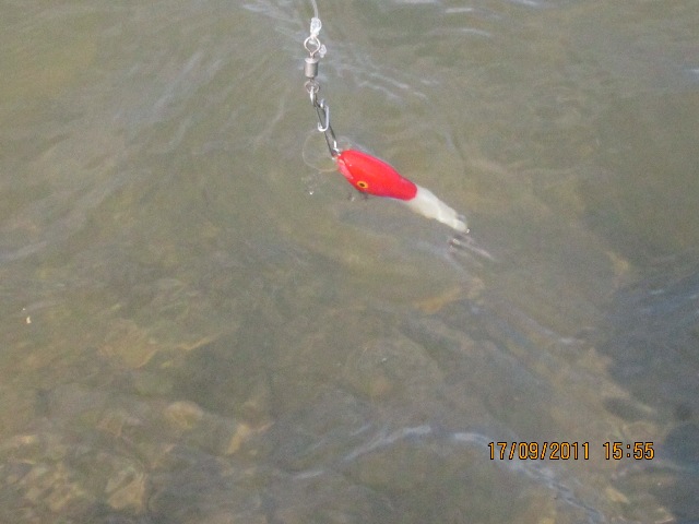 เหยื่อซีฮอกตัวใหม่ กำลังเทสแอ๊กชั่น ขาวหัวแดงนี้แหล่ะปลาชอบนัก....