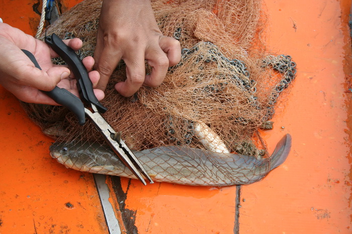  
                           ต้องหักเงี่ยงปลาดุก ป้องกันทิ่มมือ เพราะว่า ปวดมาก ๆ  ขอบอก  :tongue: 