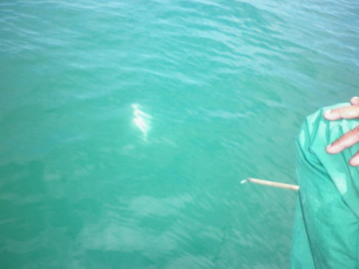 รูปนี้ เราย้ายกลับมาด้านใน น้ำลึก 7 เมตร ได้ตัวนี้ขึ้นมา อยู่ในน้ำเรียก โฉมงาม พอจะเกี่ยวขึ้นเรือ ทุ