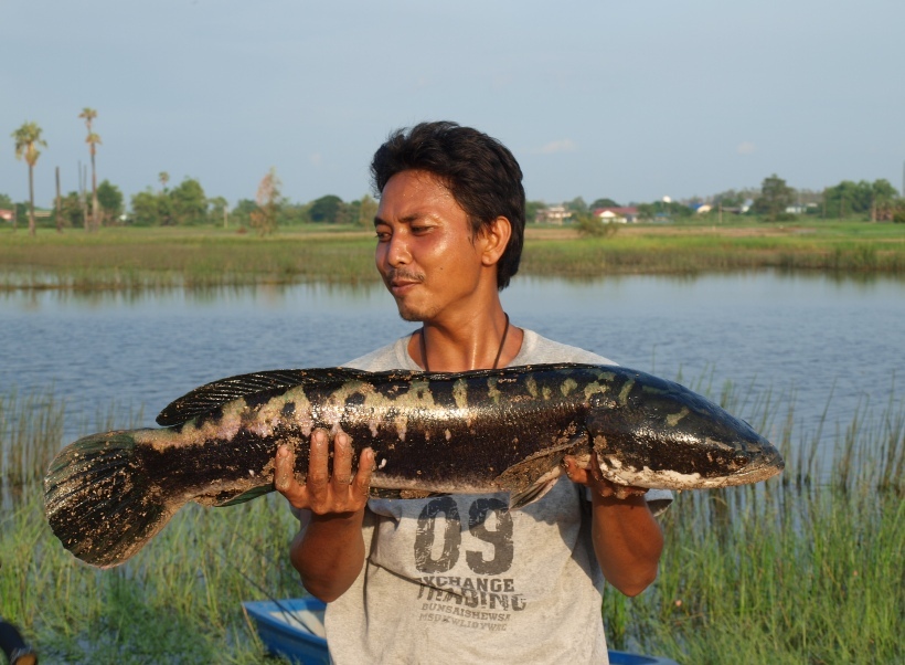 ***ชะโดสุพรรณ***